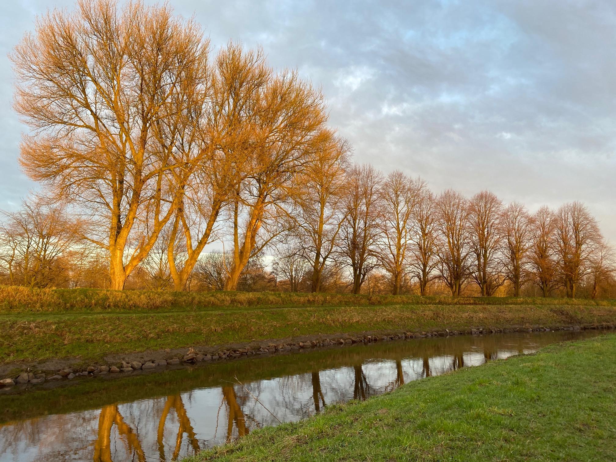 A row of trees along a canal bank
